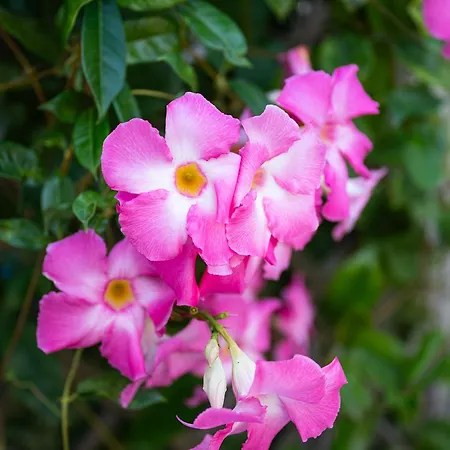 דירה Casa Delle Sorelle קוסטה ריי